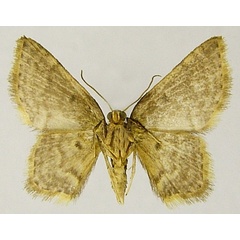 /filer/webapps/moths/media/images/A/alticola_Eois_AF_ZSMb.jpg