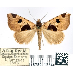 /filer/webapps/moths/media/images/P/pustulata_Marcipalina_AF_BMNH.jpg
