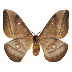/filer/webapps/moths/media/images/G/gabunica_Gonimbrasia_AF_Basquinb.jpg