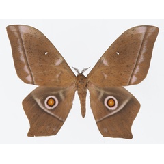 /filer/webapps/moths/media/images/O/obscura_Imbrasia_AM_Basquin.jpg