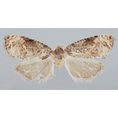 /filer/webapps/moths/media/images/C/chiloanei_Gibbalaria_PTF_USNM.jpg