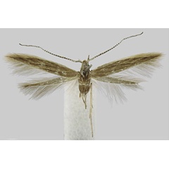 /filer/webapps/moths/media/images/P/presbytica_Coleophora_AF_RMCA.jpg