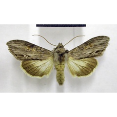 /filer/webapps/moths/media/images/R/ruptifascia_Cucullia_AM_TMSA.jpg