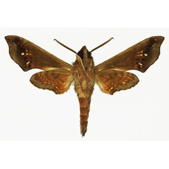 /filer/webapps/moths/media/images/O/orientalis_Temnora_AM_Basquinb.jpg