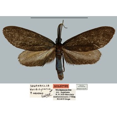 /filer/webapps/moths/media/images/V/viridisparsa_Soganaclia_HT_MNHN.jpg