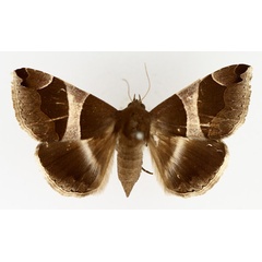 /filer/webapps/moths/media/images/T/torrida_Dysgonia_AF_TMSA_01.jpg