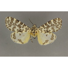 /filer/webapps/moths/media/images/P/pardalina_Alpenus_LT_BMNH.jpg