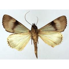/filer/webapps/moths/media/images/P/phaeoleuca_Ulotrichopus_AM_Basquinb.jpg