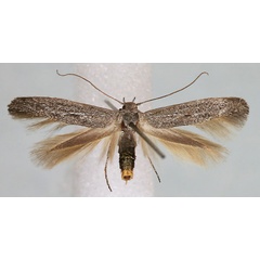 /filer/webapps/moths/media/images/P/popensis_Scythris_AF_Bengtsson.jpg