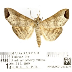 /filer/webapps/moths/media/images/U/ungulata_Nyctennomos_AM_BMNH_01.jpg