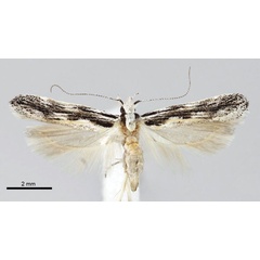 /filer/webapps/moths/media/images/N/nigrinervis_Tricerophora_PT_ZMHB.jpg