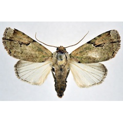 /filer/webapps/moths/media/images/P/pinheyi_Tanocryx_A_NHMO.jpg