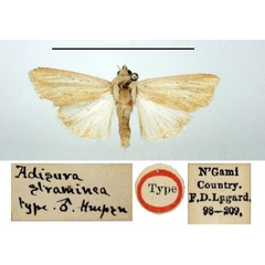 /filer/webapps/moths/media/images/S/straminea_Adisura_HT_BMNH.jpg