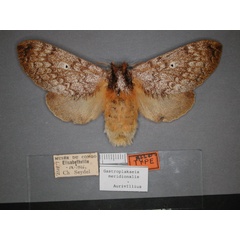 /filer/webapps/moths/media/images/M/meridionalis_Gastroplakaeis_AF_RMCA_01.jpg