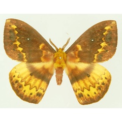 /filer/webapps/moths/media/images/D/dentata_Maltagorea_AM_Basquin_02.jpg