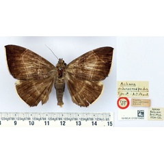 /filer/webapps/moths/media/images/O/ochrocraspeda_Achaea_HT_BMNH.jpg
