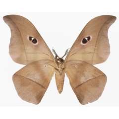 /filer/webapps/moths/media/images/S/saturnus_Lobobunaea_AM_Basquin_02b.jpg