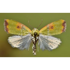 /filer/webapps/moths/media/images/C/cupreoviridis_Earias_AM_Butler.jpg
