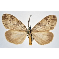 /filer/webapps/moths/media/images/D/doriae_Galtara_AM_NHMO.jpg