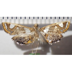 /filer/webapps/moths/media/images/G/guillermetorum_Eoophyla_AM_Bippus.jpg