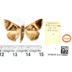 /filer/webapps/moths/media/images/J/johnstoni_Fodina_HT_BMNH.jpg