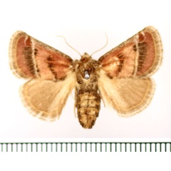 /filer/webapps/moths/media/images/P/pyrocausta_Susicina_AF_BMNH.jpg