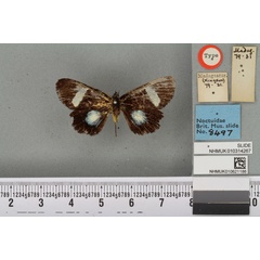 /filer/webapps/moths/media/images/M/micropales_Rothia_HT_BMNHa.jpg