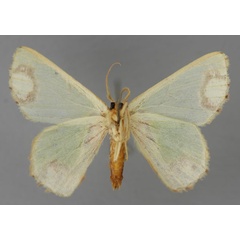 /filer/webapps/moths/media/images/R/restricta_Lophorrhachia_HT_ZSM_02.jpg