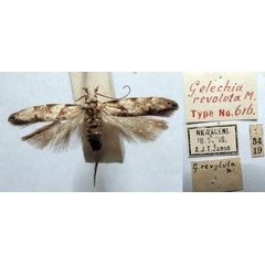 /filer/webapps/moths/media/images/R/revoluta_Gelechia_LT_TMSA.jpg