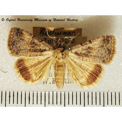 /filer/webapps/moths/media/images/H/hypoxantha_Plecoptera_A_OUMNH_02.jpg