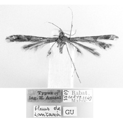 /filer/webapps/moths/media/images/L/lantanadactyla_Platyptilia_HT_MNHN.jpg