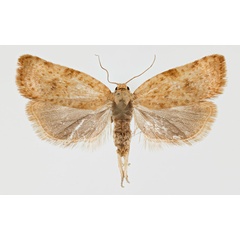 /filer/webapps/moths/media/images/M/multimaculana_Choristoneura_PTM_ZMHB.jpg