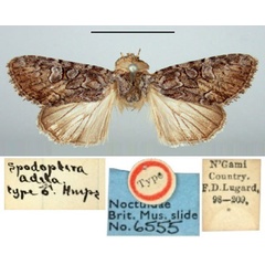 /filer/webapps/moths/media/images/A/adela_Spodoptera_HT_BMNH.jpg