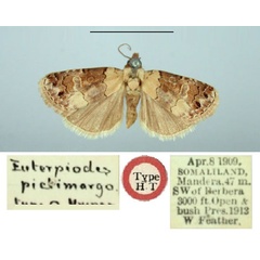 /filer/webapps/moths/media/images/P/pictimargo_Euterpiodes_ST_BMNH.jpg