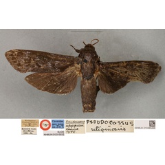 /filer/webapps/moths/media/images/U/uliginosus_Pseudocossus_LT_BMNH.jpg