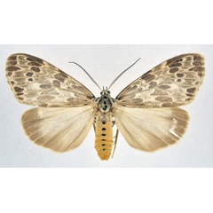 /filer/webapps/moths/media/images/D/doriae_Galtara_AF_NHMO.jpg