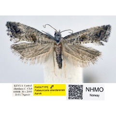 /filer/webapps/moths/media/images/A/aberdarensis_Falseuncaria_PT_NHMO.jpg