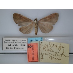 /filer/webapps/moths/media/images/M/maculata_Eudrapa_HT_RMCA_02.jpg