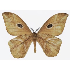 /filer/webapps/moths/media/images/N/nereis_Melanocera_AM_Basquinb.jpg