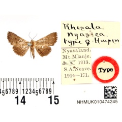 /filer/webapps/moths/media/images/N/nyasica_Rhesala_STF_BMNH.jpg