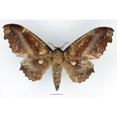 /filer/webapps/moths/media/images/J/jordani_Mimopacha_AF_Basquin_02.jpg