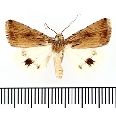 /filer/webapps/moths/media/images/P/popovi_Anumeta_AM_BMNH.jpg