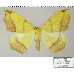 /filer/webapps/moths/media/images/G/guichardi_Epigynopteryx_AF_ZSM.jpg