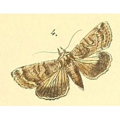 /filer/webapps/moths/media/images/A/alutacea_Lophoptera_Felder_112_4.jpg