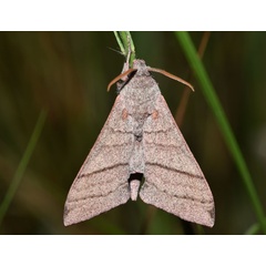 /filer/webapps/moths/media/images/M/marshalli_Polyptychopsis_AM_Schmit.jpg