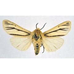 /filer/webapps/moths/media/images/L/lemniscata_Popoudina_AM_NHMO.jpg