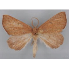 /filer/webapps/moths/media/images/P/perstrigulatus_Eucopelatus_HT_ZSM.jpg