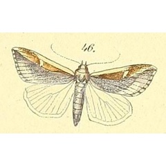 /filer/webapps/moths/media/images/A/abunda_Epimeciodes_Felder_108_46.jpg