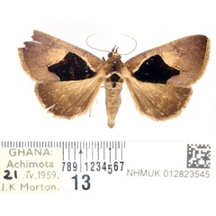 /filer/webapps/moths/media/images/O/oxyprora_Fodina_AM_BMNH.jpg