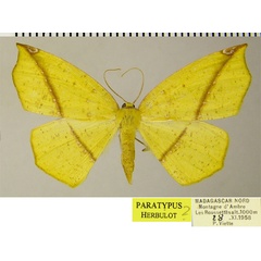 /filer/webapps/moths/media/images/A/aurantiaca_Epigynopteryx_PTF_ZSM_01.jpg